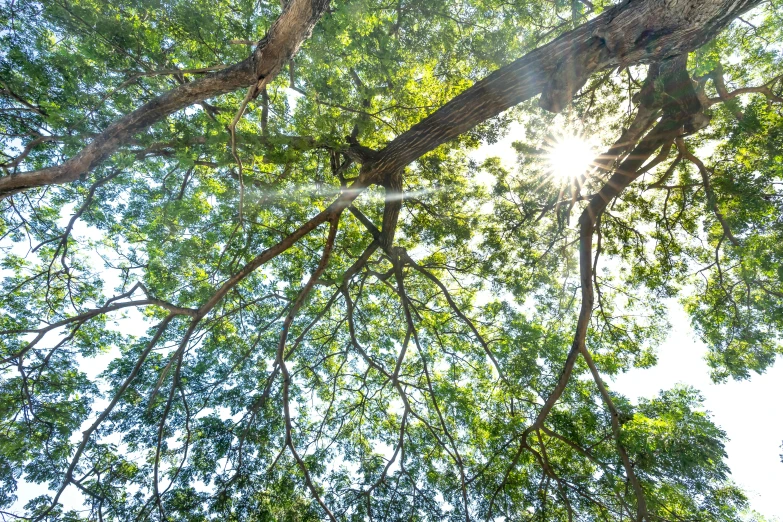 a giraffe reaching up into the sky on top of a tree