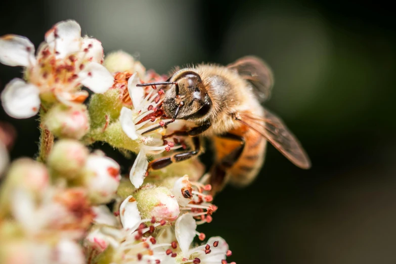 the bee is perched on the small white flowers