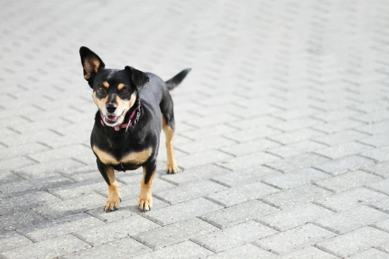 a small black and brown dog standing on top of a brick floor