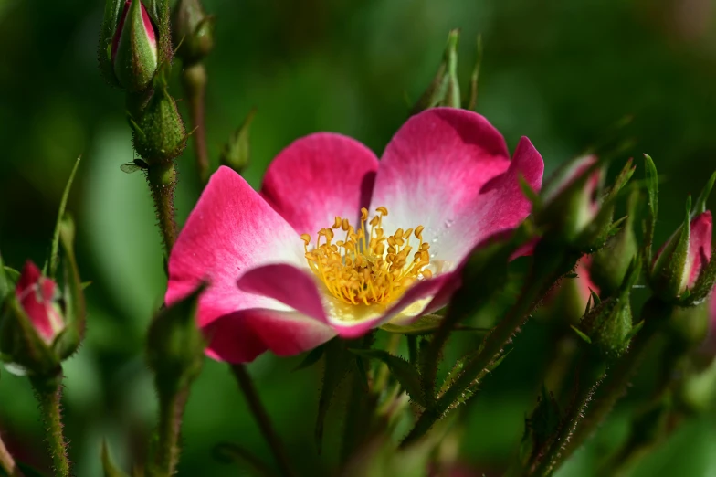 two pink flowers are on some green leaves