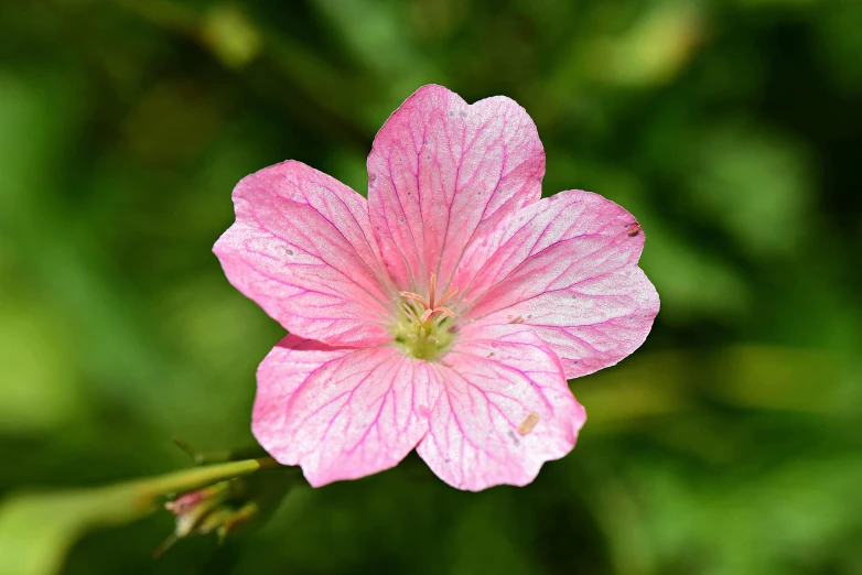 a pink flower that is sitting in the middle of the grass