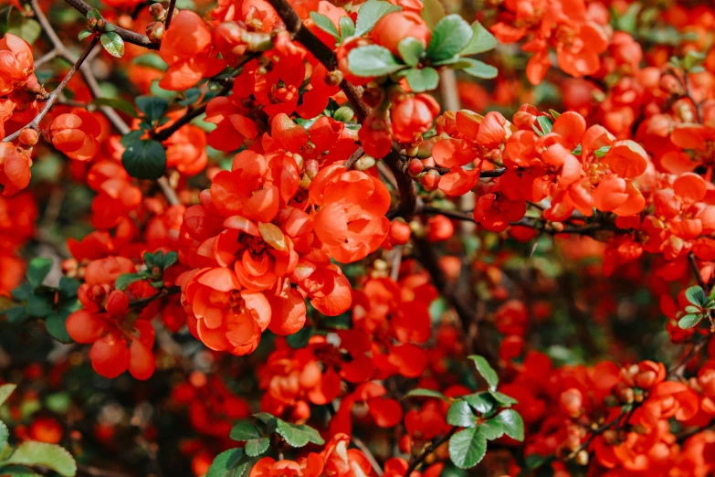 small red flowers growing on the nches of a tree