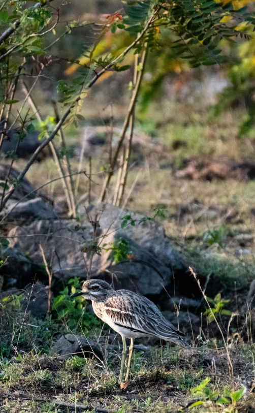 a bird stands by some bushes in the field