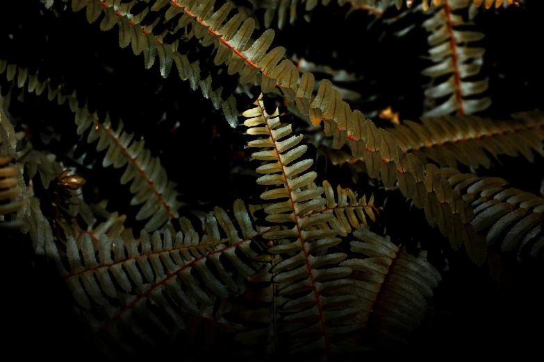 a plant with a dark background in the middle