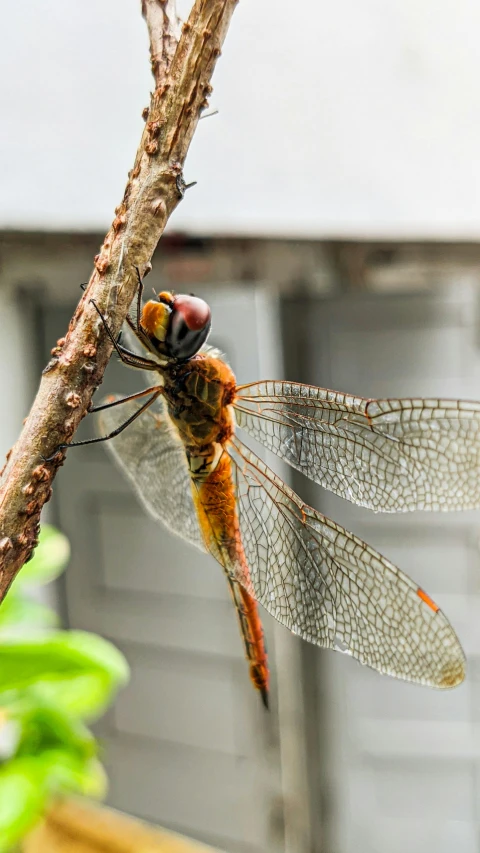 a large dragonfly perches on a tree nch