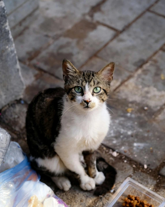 a cat is standing outside near food bowls