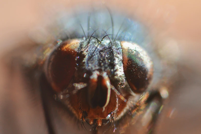 a macro s of a fly insect, showing the face and antennae