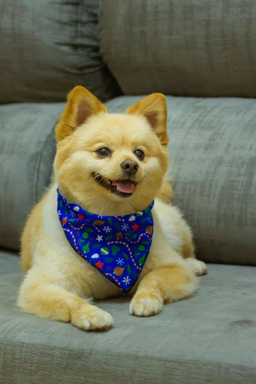 small tan dog wearing blue bandana sitting on a grey couch