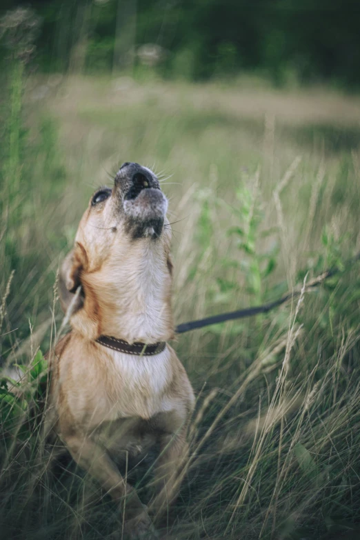 a dog in the grass with it's mouth hanging out