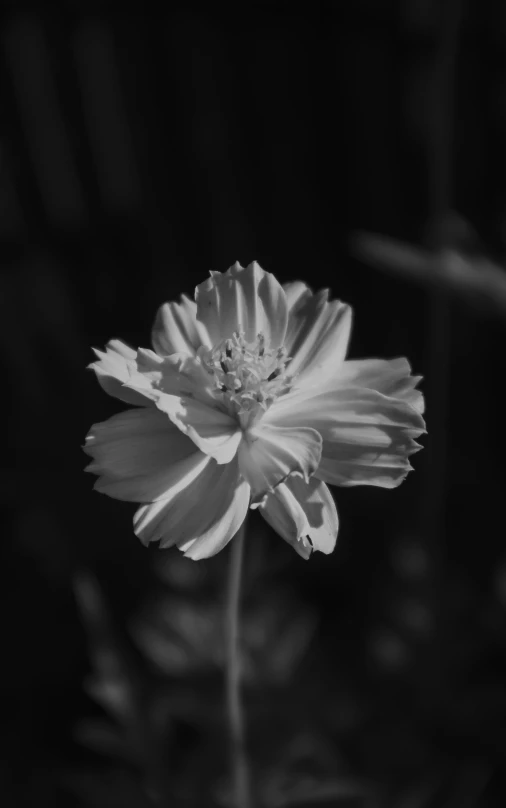a flower that is in the middle of black and white