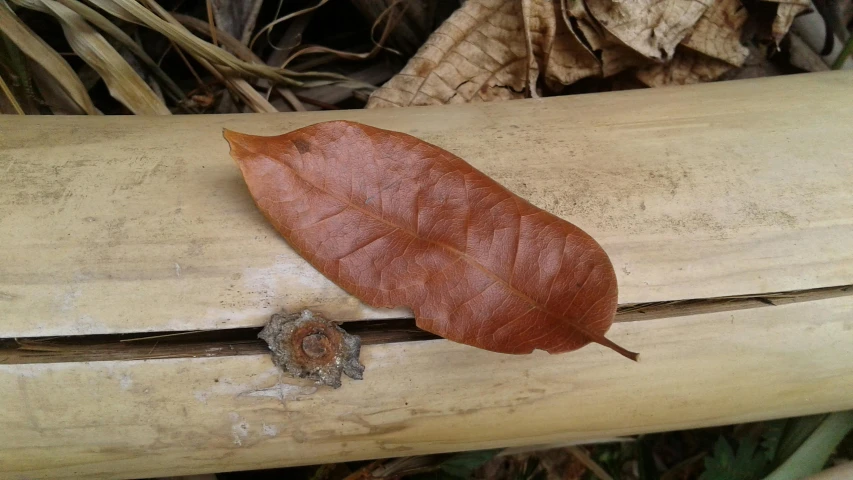 a leaf is resting on a wooden bench