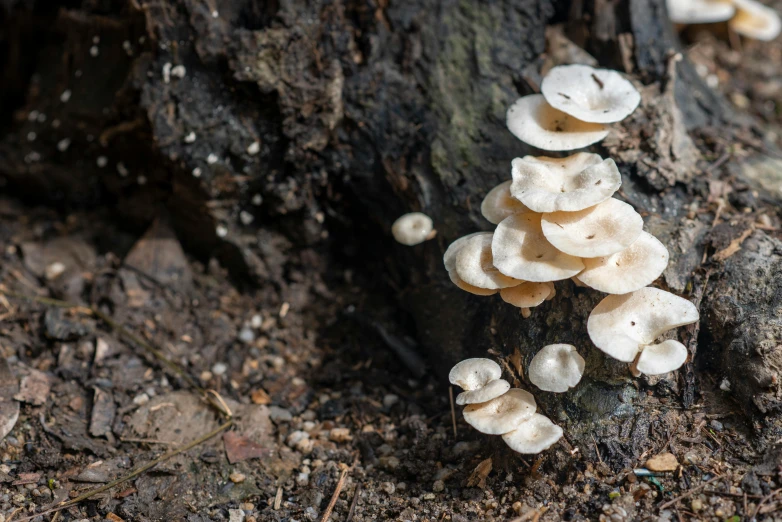 white mushrooms grow on the forest floor