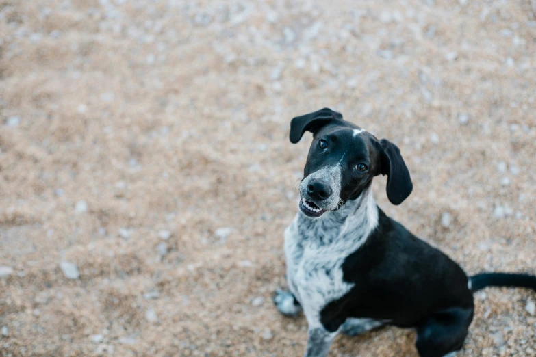 a dog sitting on the ground with it's eyes closed