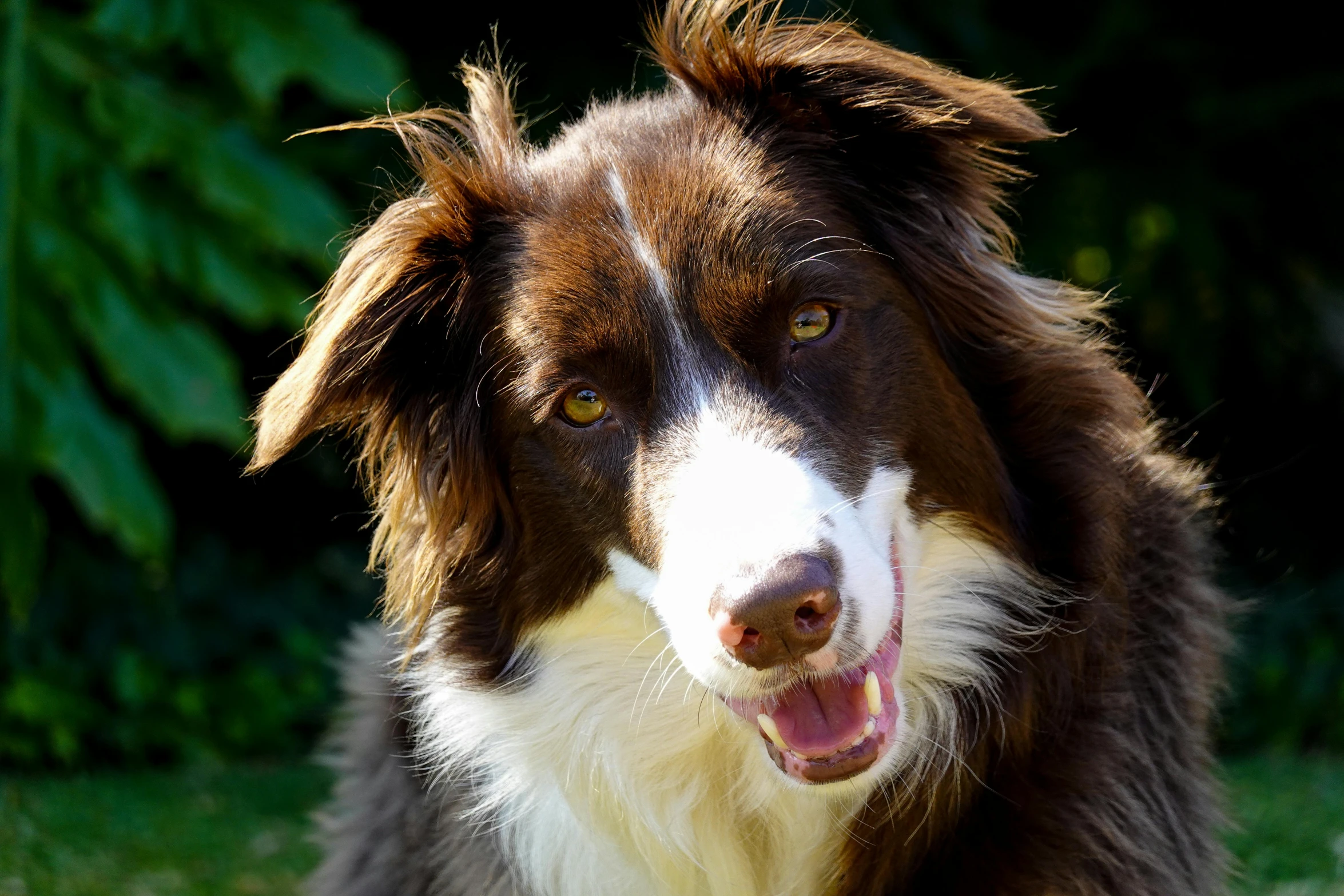 an adorable sheltie dog with its tongue out