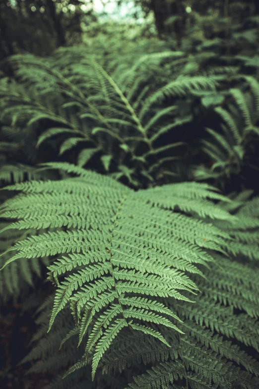 a close up of some very pretty looking plants