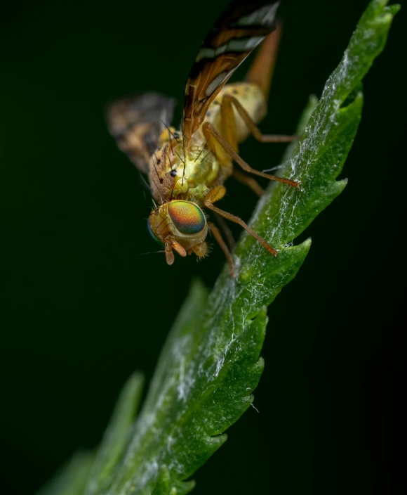 a yellow fly perched on top of a green leaf