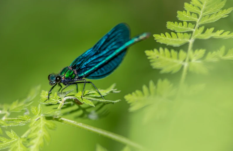 a small blue and black insect is perched on a green plant