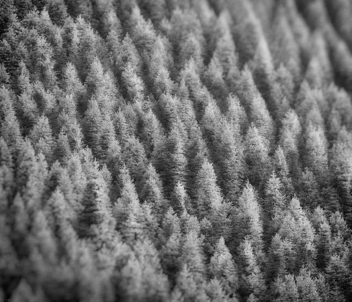 a forest is in black and white with many trees