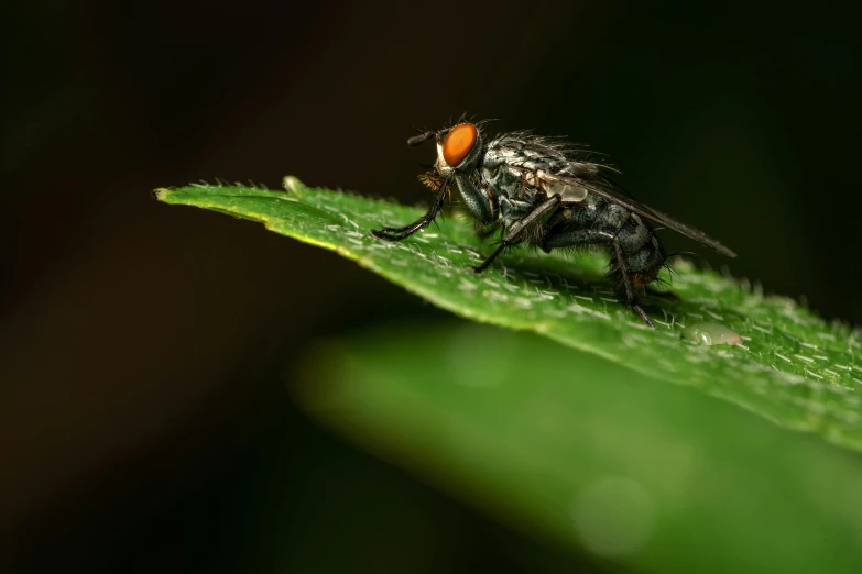 a fly resting on top of a green leaf