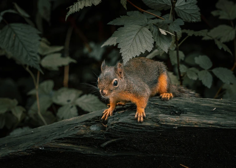 a squirrel standing on the edge of a log in the forest