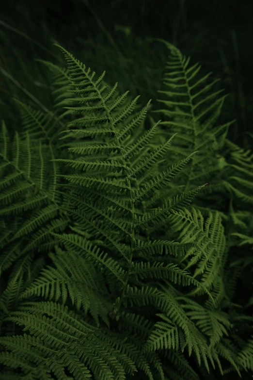 the underside of a fern is shown in full bloom