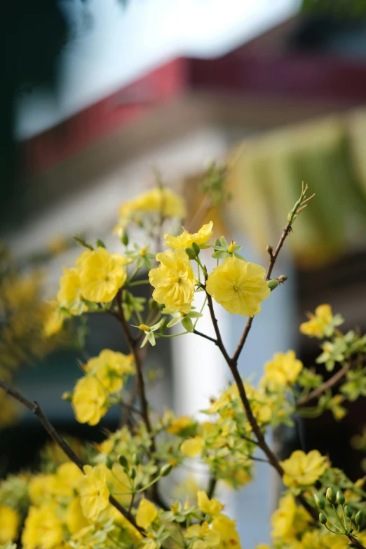 this is yellow flowers in front of a house