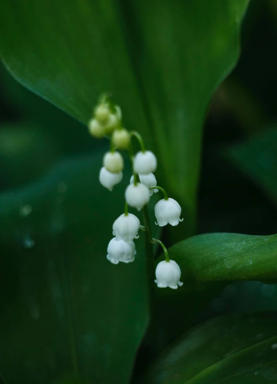 the flowers are white in color with drops