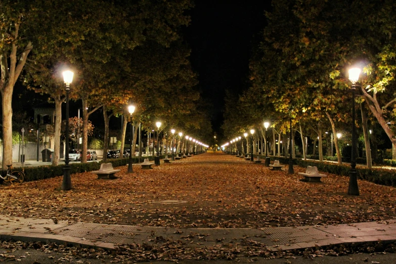 a dark park filled with lots of leaf covered trees