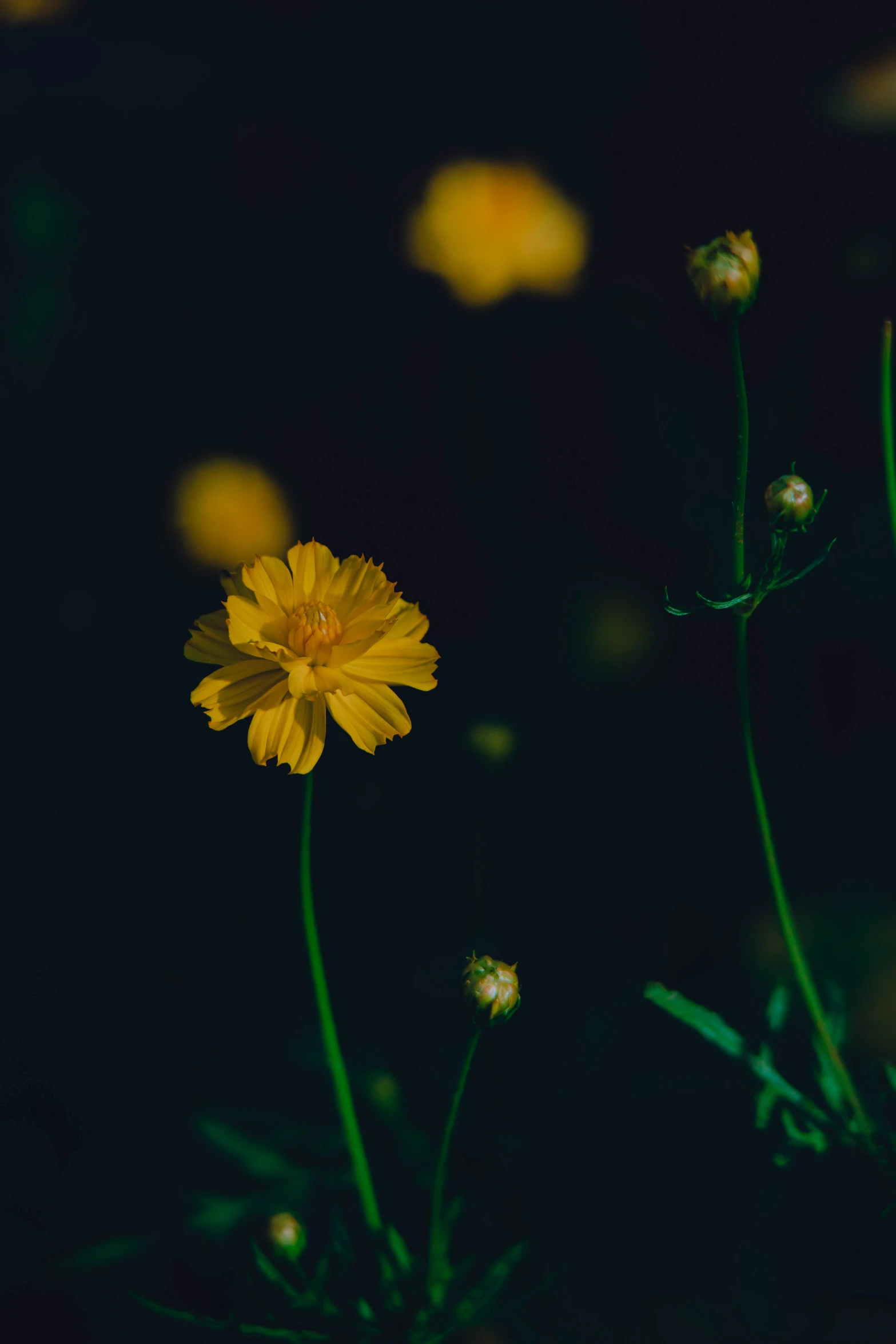 a single yellow flower with some green plants