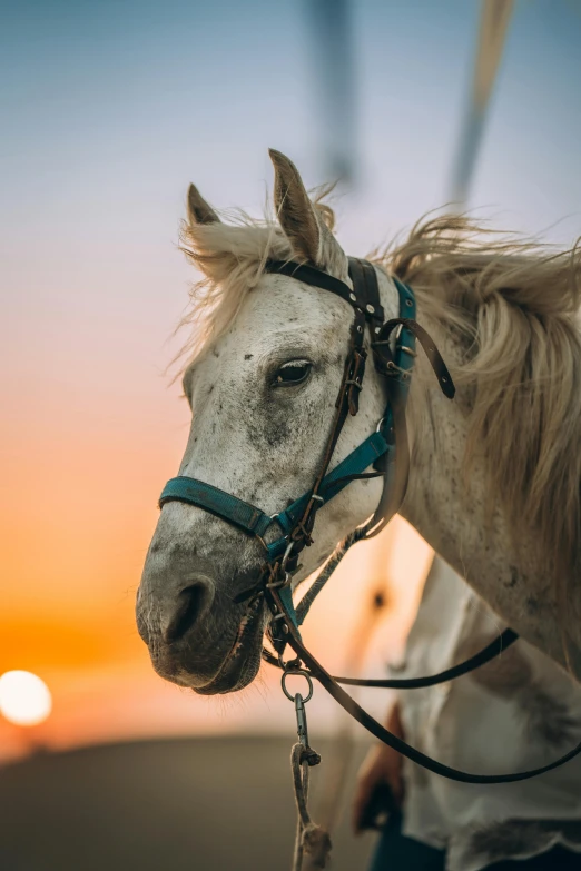 a close up of a horse in the foreground with a person standing near by