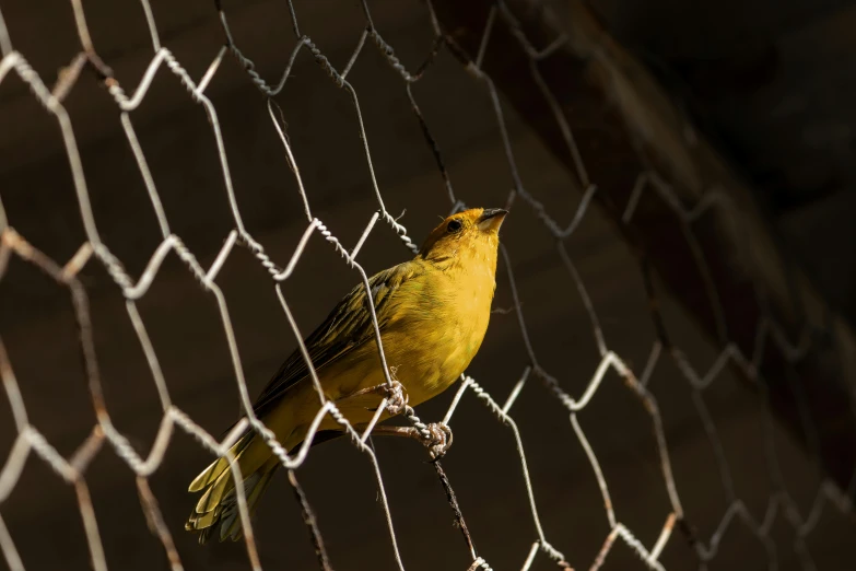 a yellow bird sitting on top of a wire fence
