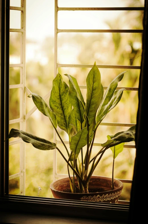 the plant is sitting in front of a window