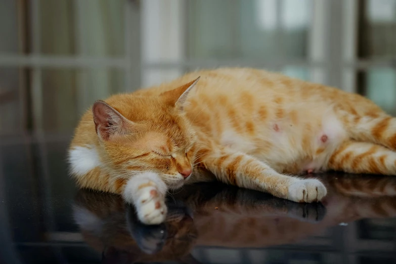 an orange and white cat laying on the floor