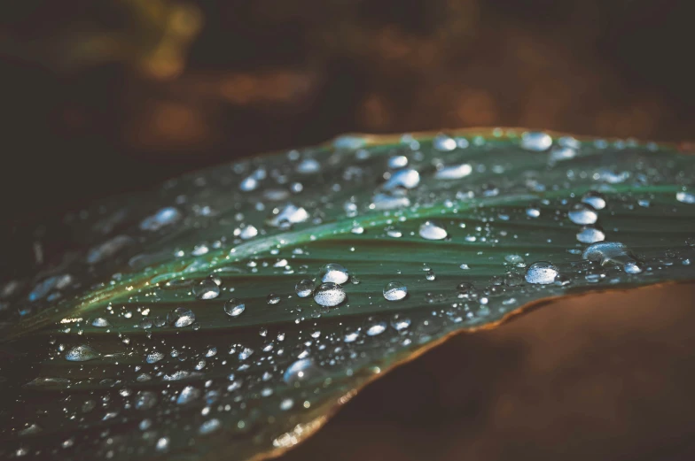 a plant leaf with droplets of water on it