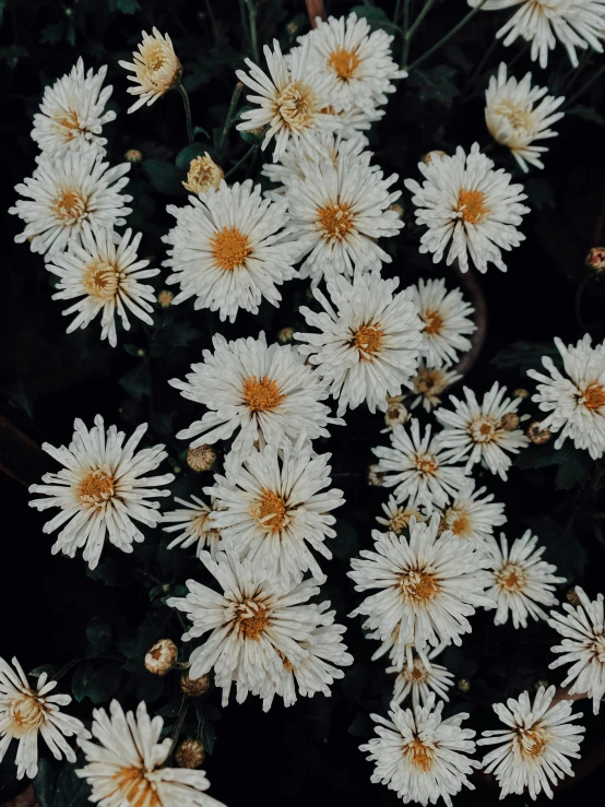 many white daisies are growing in the woods