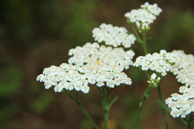 white flowers in bloom with green stems and brown tips