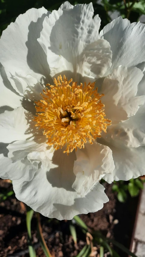 white and yellow flower with yellow stamen