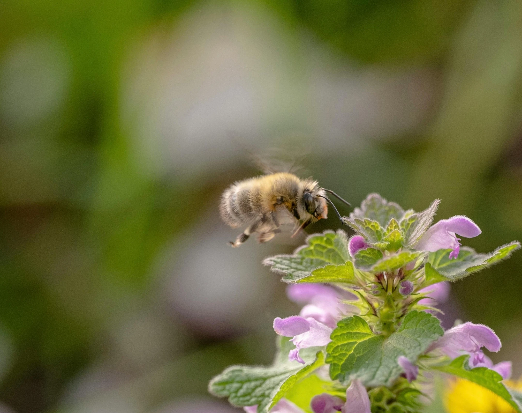 the bee is flying low to the plant