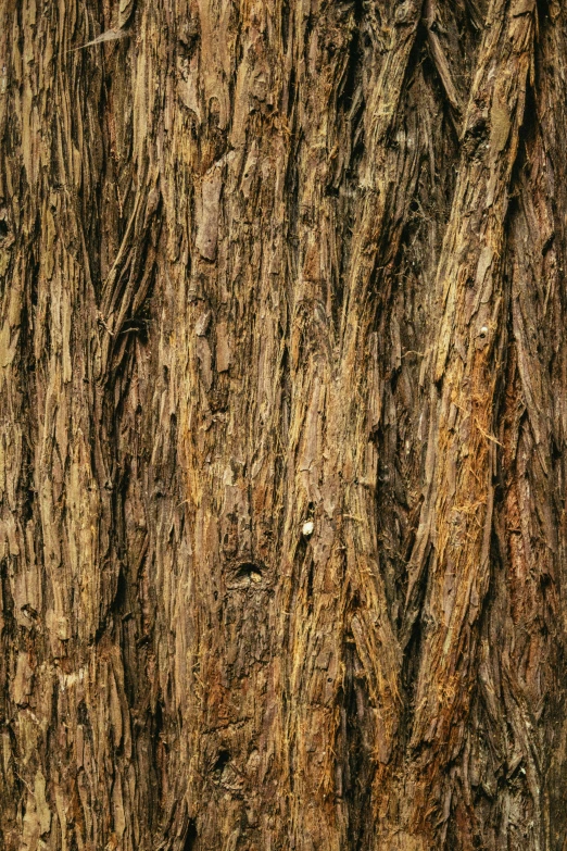 closeup of brown wood that looks like an uprooted tree