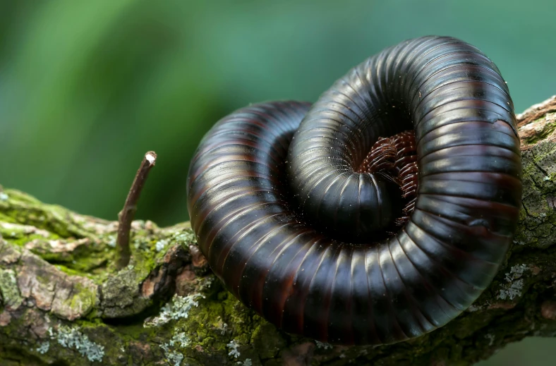 a black striped millipeent sitting on a nch