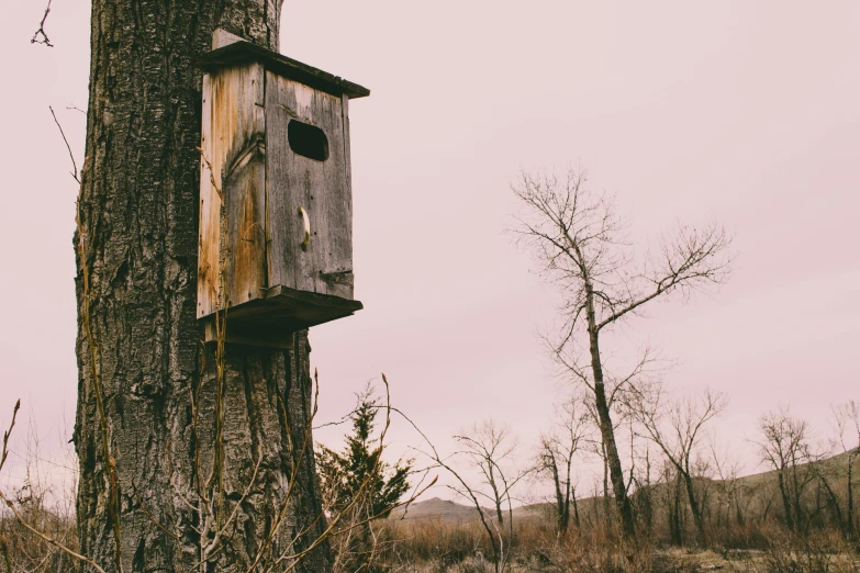 birdhouse built up to the side of a tree