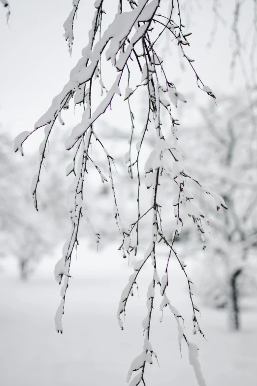 a tree with snow all over it on a snowy day