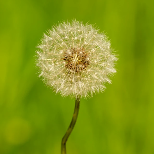 a flower that has been blown in the air