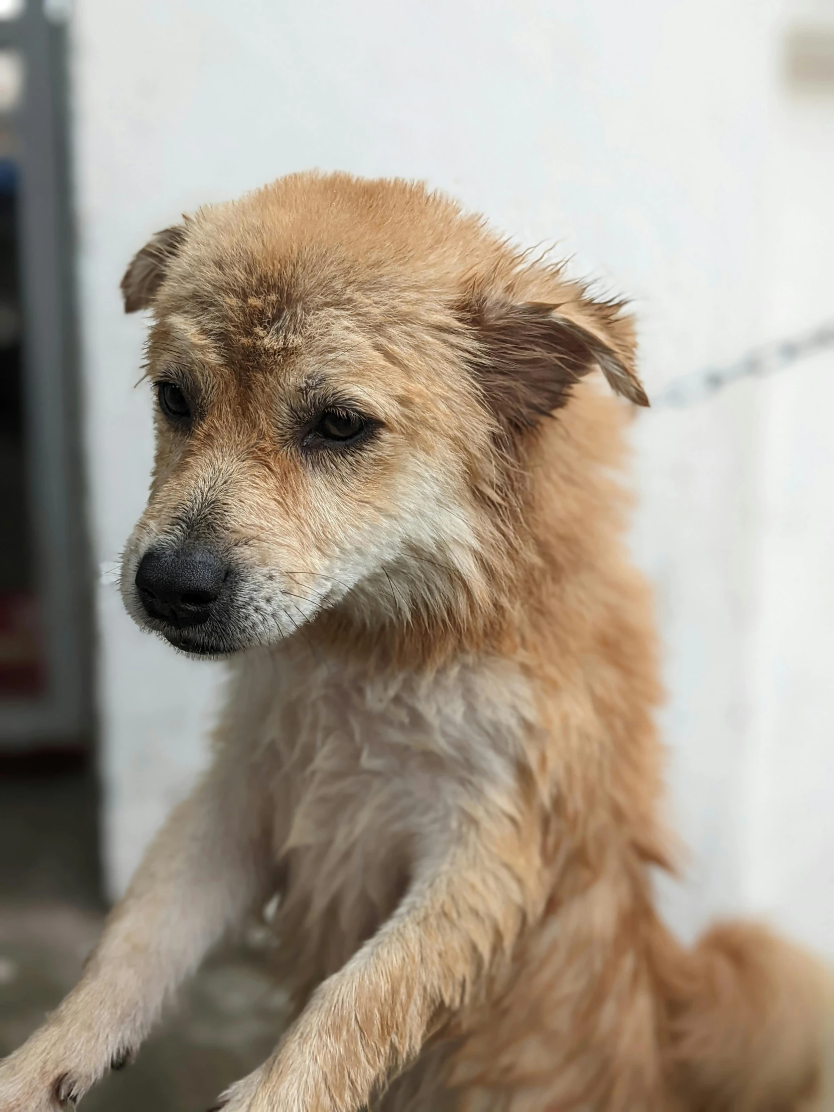 a dog sitting on the ground and looking to the side