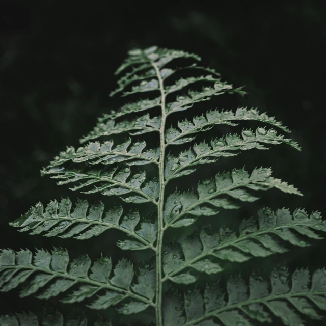 a plant leaf, showing green leaves, with the light shining on it