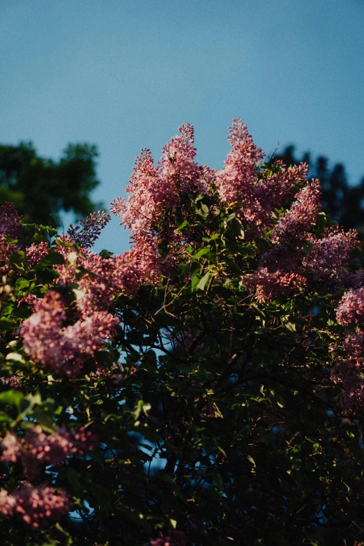 the purple flower is very beautiful on the bush