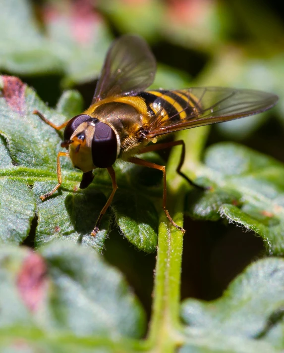 a fly sitting on top of a leaf covered in bugs