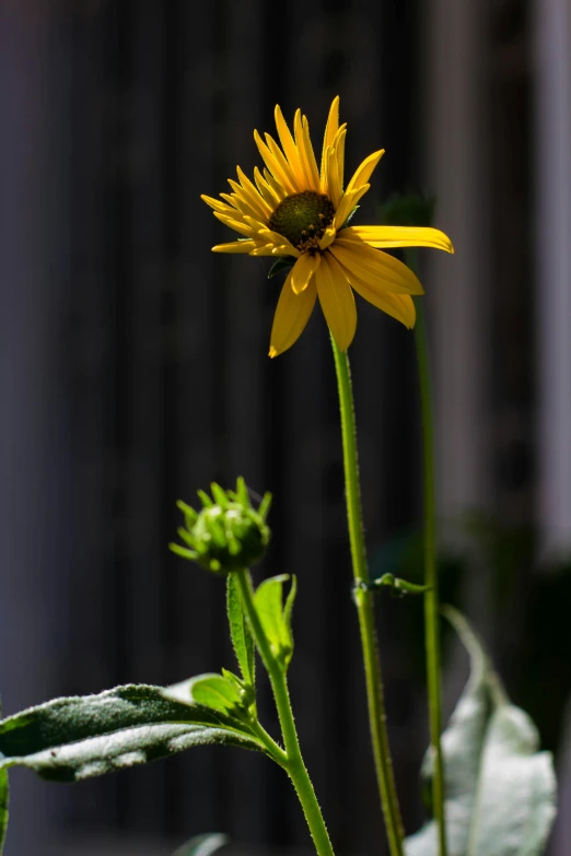 a yellow flower sitting in the center of a green plant