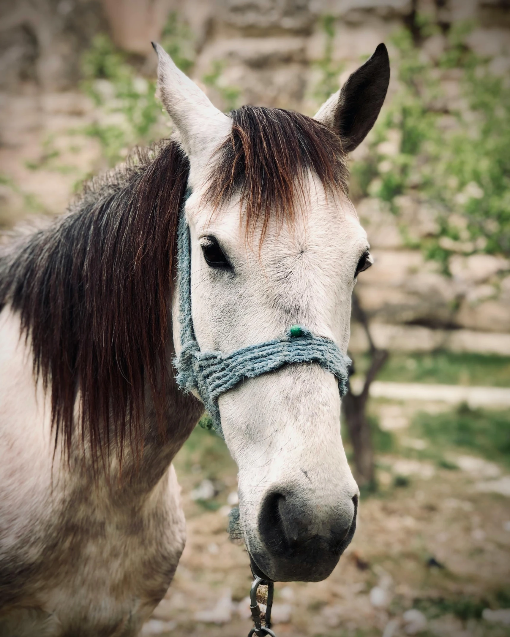 a white and black horse standing next to a rock cliff