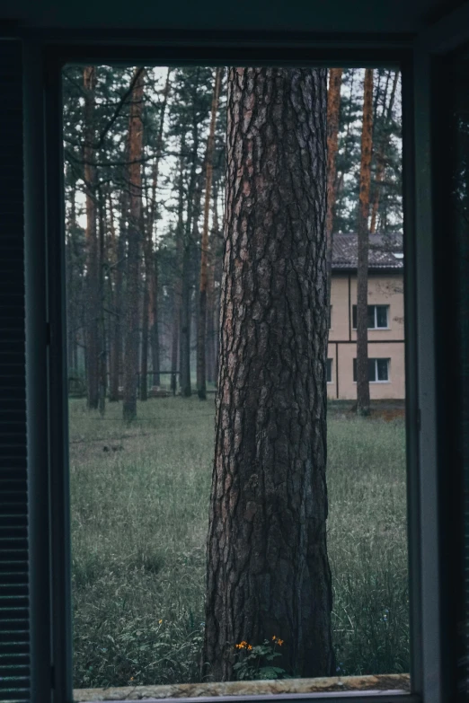 a tree is sitting next to a window